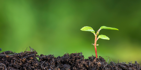 Jeune pousse deviendra grande, ou l’art de lancer sa start-up