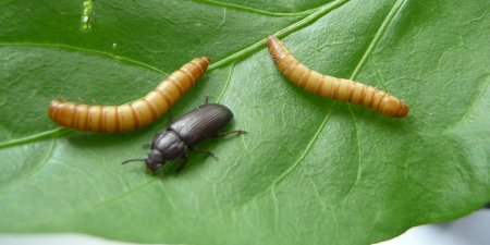 Farine de scarabées, Satoshi et le prix Nobel d’économie… L’actu biz du mardi 10 novembre