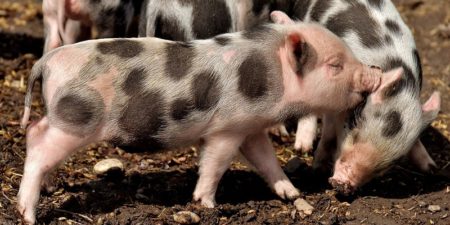 L214 : justice pour l’espèce animale