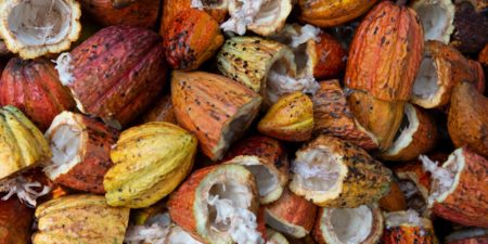 Cacao : Le Ghana et la Côte d’Ivoire suspendent leurs ventes pour obtenir une revalorisation des prix