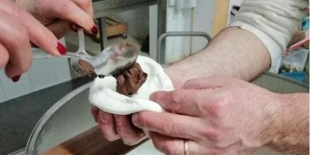 Cuisine : la mozzarella au Nutella, le nouveau sacrilège venue d’Italie