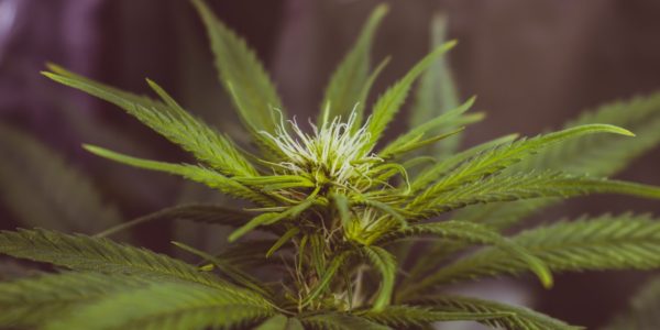 Présidentielle américaine : certains Etats votent la dépénalisation et la légalisation des drogues