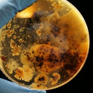 Nosopharm, la startup nîmoise qui veut révolutionner les antibiotiques
