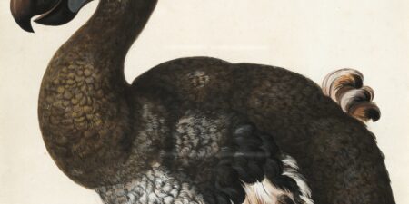 Ramener à la vie des espèces disparues, une bonne idée ?