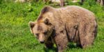 Japon : un ours blotti sous une table