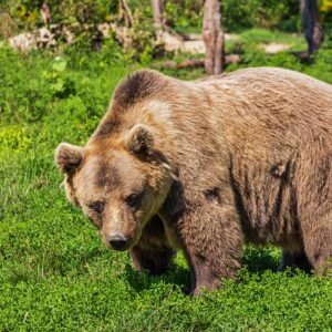 Japon : un ours blotti sous une table