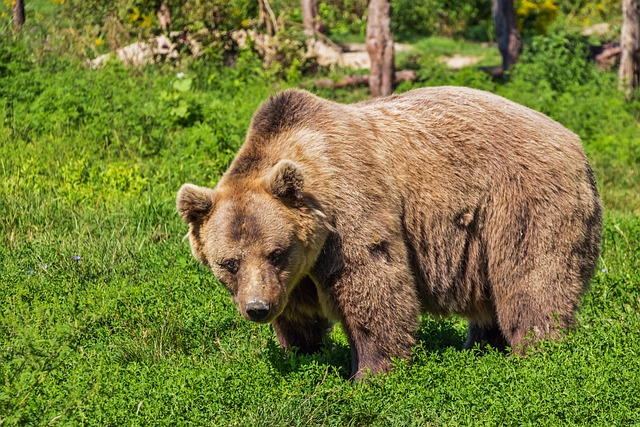 Japon : un ours blotti sous une table