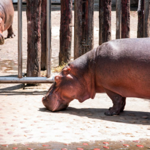 En Colombie, l&rsquo;héritage encombrant d&rsquo;Escobar