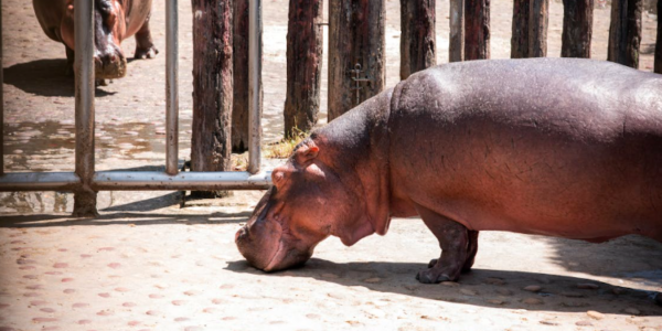 En Colombie, l&rsquo;héritage encombrant d&rsquo;Escobar
