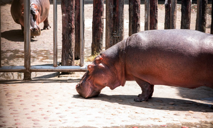 En Colombie, l’héritage encombrant d’Escobar